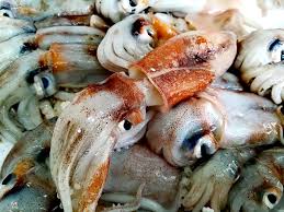Il totano (todarodes sagittatus (lamarck, 1798)), è un mollusco cefalopode della famiglia ommastrephidae. Totani Barchetta Locale 24fish