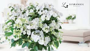 Hydrangea cut flowers for sale. Luxrangea Bridal Shower Won Japan Flower Of The Year 2019 2020