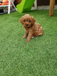 We did not find results for: Cavapoo Puppies For Sale Home Facebook