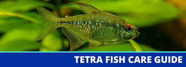 We did not find results for: Top 10 Types Of Tetras For Amazing Home Aquariums