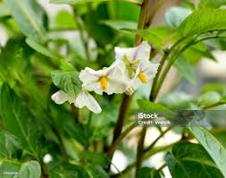 Image result for Solanum muricatum