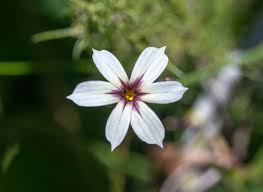 Image result for Sisyrinchium micranthum