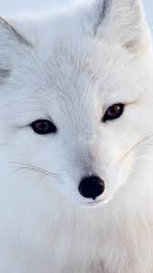 Hd wallpaper iphone wallpaper cute wallpaper cool wallpaper find your perfect wallpaper and download the image or photo for free. Artic Fox White Animal Cute Iphone 5s Wallpaper Iphone Cool Wallpapers Hd Animals Iphone 744x1392 Download Hd Wallpaper Wallpapertip