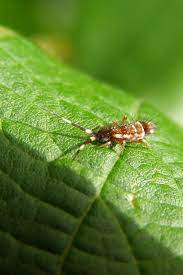 Aktuelle preise für produkte vergleichen! Springschwanze Wikipedia