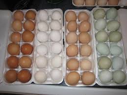 At walnut hill farm we raise a heritage breed of chickens for our laying hens. Egg Color Chart Find Out What Egg Color Your Breed Lays Backyard Chickens Learn How To Raise Chickens