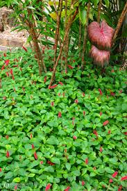 Image result for Acalypha segetalis