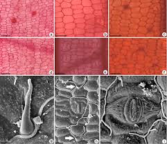 Image result for Renealmia africana