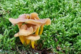 It is smaller than the golden chanterelle (cantharellus cibarius) and has a dark brown cap with paler gills and a hollow yellow stem. Craterellus Tubaeformis Edible Mushroom Fungus In The Natural Environment English Yellowfoot Winter Mushroom Funnel Chanterelle Stock Photo Picture And Royalty Free Image Image 107462588