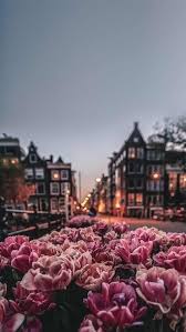 These images are free to download and use for personal use. Pretty Flower Wallpaper Iphone Backgrounds The Best Beautiful Flower Wallpaper Aesthet Amsterdam Wallpaper Beautiful Flowers Wallpapers Flower Phone Wallpaper