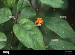 Image result for Turraea robusta