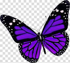 Recursos Purple And Black Butterfly Transparent Background Png Black Butterfly Tattoo Purple Butterfly Tattoo Purple Butterfly