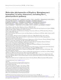 Image result for Euploca katangensis