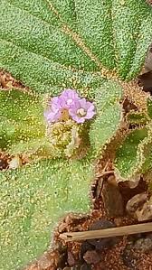 Image result for Boerhavia repens