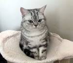British Short Hair silver tabby - Kittens
