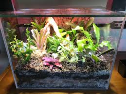 My First Terrarium I M A Total Beginner With Some Questions Please Help Will It Survive Closed I Have A Led Hood Light On It W Red Leds But Fear The Plants Are