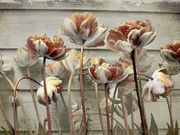 How to paint flowers on a wooden fence. Page 11 Hd Flower Fence Wallpapers Peakpx