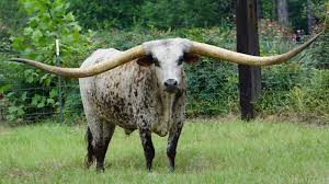 Top free images & vectors for longhorn cowfish in png, vector, file, black and white, logo, clipart, cartoon and transparent. Guinness World Record For Longest Horn Span Goes To Texas Longhorn From Alabama Npr