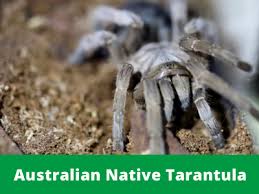 Check spelling or type a new query. Spiders Australian Reptile Park Visit Our Website To See More
