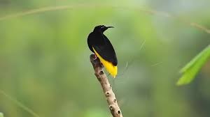 It pops up in australia and the us, too. Twelve Wired Bird Of Paradise Coub The Biggest Video Meme Platform