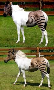 This shark gets its name because it eats by taking small pieces from various animals. 20 Bizarre And Crazy Animals You Never Knew Existed Techeblog Animals Beautiful Weird Animals Creepy Animals