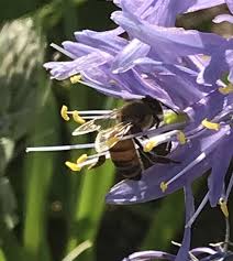 Image result for Cussonia zimmermannii