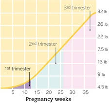 Weight Gain During Pregnancy The Chart On Babys Growth