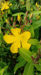 Image result for Schizozygia coffaeoides