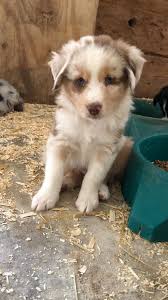 We subscribe to the philosophy that quality always trumps quantity and breed only. Australian Shepherd Puppies Home Facebook