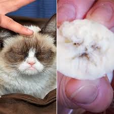 This Is A Side By Side For Comparison Grumpy Cat Images Grumpy Cat Cats