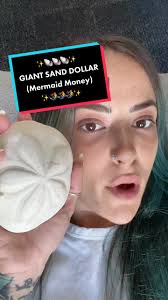 Discover Mermaid Money: Giant Sand Dollar from Hawaii