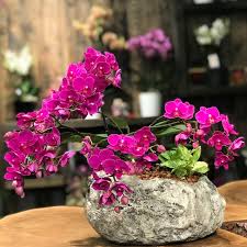 Yaz kış kurumayan çiçekler hangileri? Her Mevsim Acan Cicek