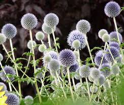 Image result for globe thistle