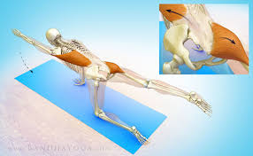 Your Gluts And Lats In Bird Dog Pose Yoga Anatomy Bandha Yoga Yoga Therapy