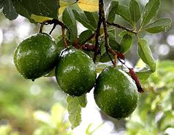 We did not find results for: Sauparnika Avocado Butter Fruit Medium Thickness Amazon In Garden Outdoors