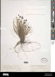 Image result for Ficinia filiformis