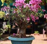 Bougainvillea Bonsai Tree Varieties, Propagation, and Care Guide