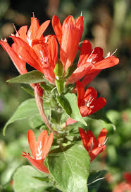 Image result for Justicia capensis