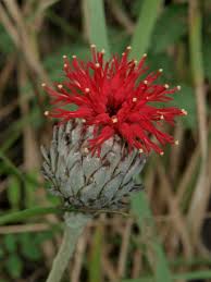 Image result for Pleiotaxis