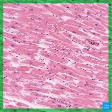 Cardiac Muscle Tissue Histology Kenhub