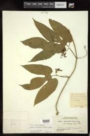 Image result for Adenia zambesiensis