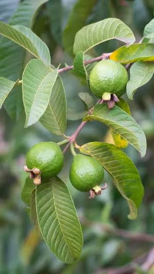 Cliente cultivando guayaba dulce en casa