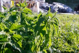 Unkraut Im Rasen Und Garten Erfolgreich Bekampfen Und Vorbeugen