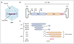 Image result for Wine Red 1999 AAV