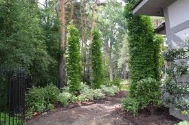 Pin On Gardening Miscellaneous Plants