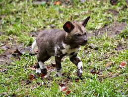 Zoo Born Afrika Yaban Kopegi Afrika