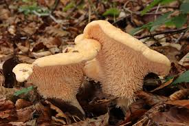 Image result for Hylodesmum repandum