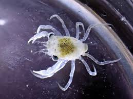 Image result for Crabbea nana