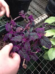 We did not find results for: Garden Answers Plant Identification Plants Plant Identification Inside Plants