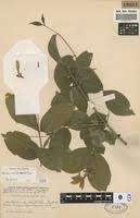 Image result for Heinsia