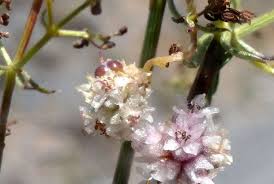 Image result for Cuscuta approximata